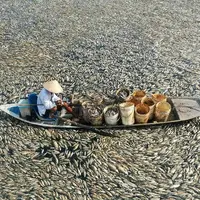 مرگ هزاران ماهی بر اثر گرما در ویتنام