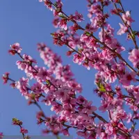 عکس/ شکوفه‌های بهاری شهرستان کوثر اردبیل