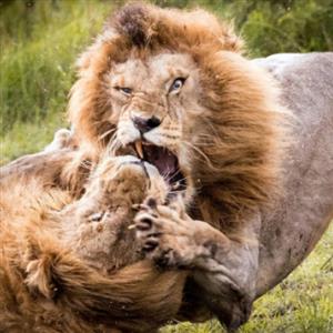 مبارزه شدید بین شیرها