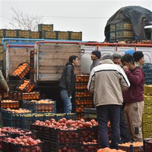 لحظه سرقت موبایل از مغازه‌ میوه فروشی در مشهد