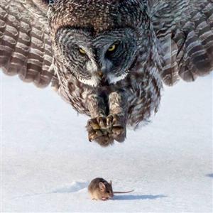 جغد چگونه موش را از بین برف ها شکار می کند؟