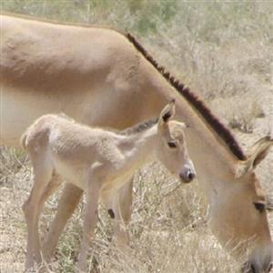 تولد گورخر ایرانی در پارک ملی کویر سمنان