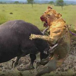 نبرد مرگبار شیر نر با بوفالو غول پیکر شاخدار