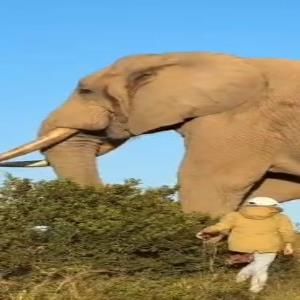 اندازه عجیب فیل نر آفریقایی!