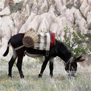 رونمایی از خرِ نابغه ریاضی که سرش تو حساب کتاب است!