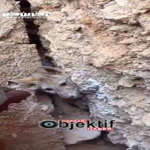 نجات شگفت‌انگیز یک روباه گرفتار بین صخره‌ها