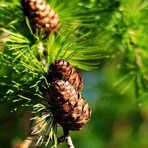 استفاده از برگ کاج به عنوان ردیاب زیستی