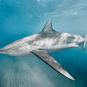 راز نخستین حمله هولناک کوسه‌ای بی‌خطر به انسان: چرا یک شناگر زنده بلعیده شد؟