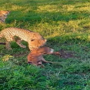 لحظه شکار یک بچه گوزن توسط دو یوزپلنگ