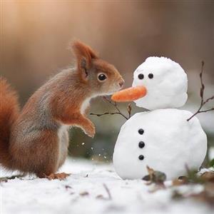 سنجاب زمینی سلطان انجماد