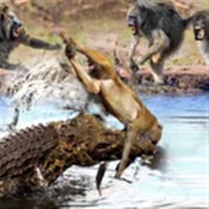 شکار میمون توسط تمساح گرسنه در حیات وحش