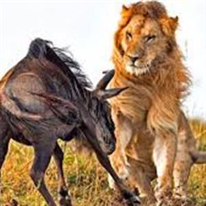 زند‌ه‌ زنده خوردن گوزن یالدار توسط شیرها