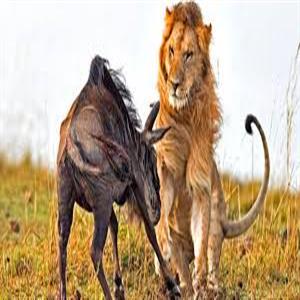 زند‌ه‌ زنده خوردن گوزن یالدار توسط شیرها