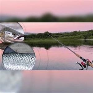 این فناوری جدید، ماهی آزاد را از ماهی پرورشی تشخیص می‌دهد