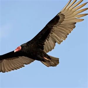 آیا کرکس‌ها واقعاً در انتظار مرگ طعمه به دور آن می‌چرخند؟