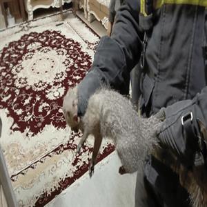 زنده‌گیری یک قلاده خدنگ از ساختمان مسکونی در اصفهان