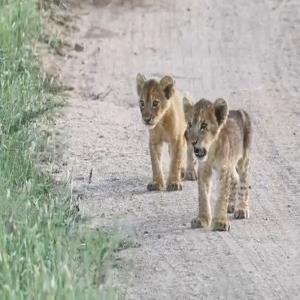 لحظه دیدار احساسی شش توله شیر با مادرشان