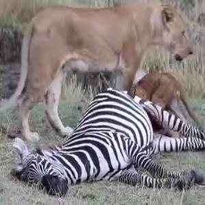 شیر و توله‌هایش گورخر بیچاره را دریدند!