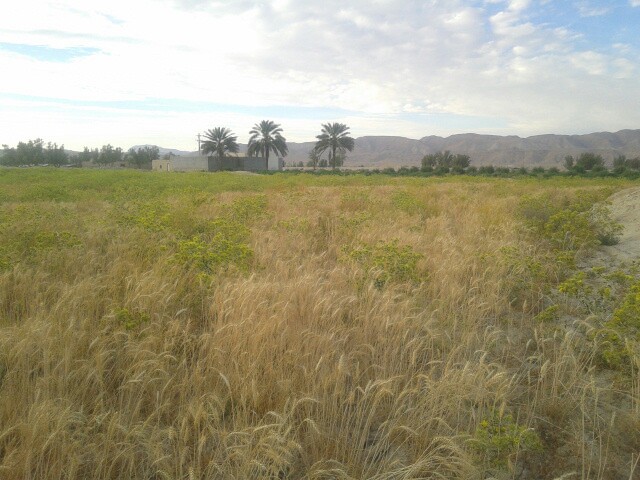 گندم زار شهر خور لارستان 