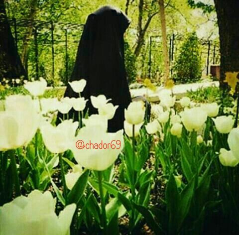 حجاب برتر