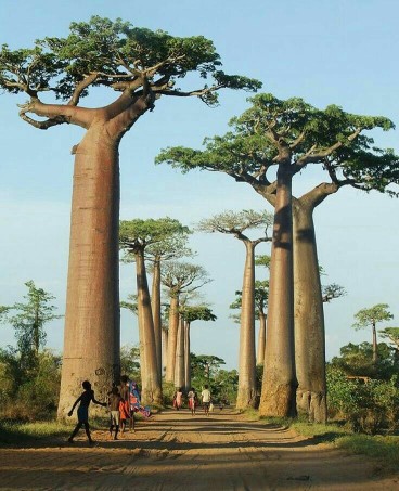 درختان عجيب در ماداگاسکار....
تقديم نگاه گرمتون....