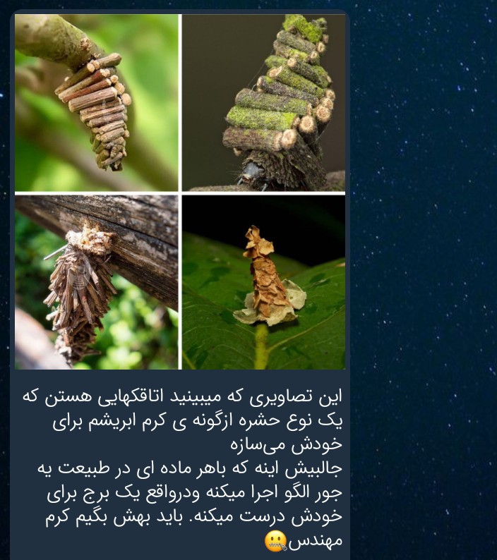 کرم مهندس 