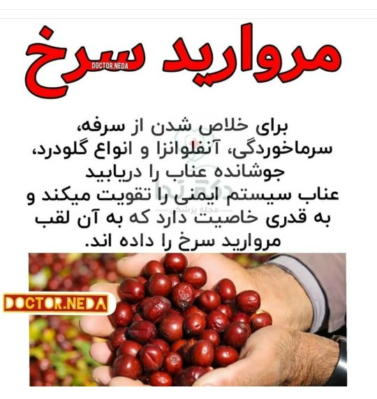 خواص عناب شرح در متن رابخوان اطلاع پیدا میکنی