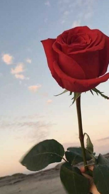 تقدیم