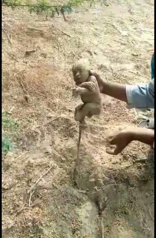 نوزاد یک روزه زنده به گور شده.صدای گریش شنیده شده توسط مرد
