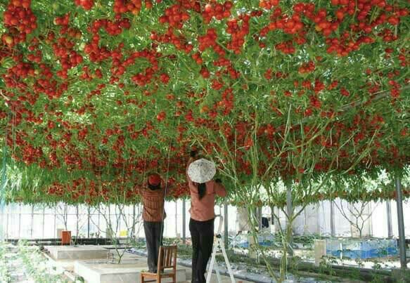 پرورش درخت گوجه فرنگی توسط چینی ها