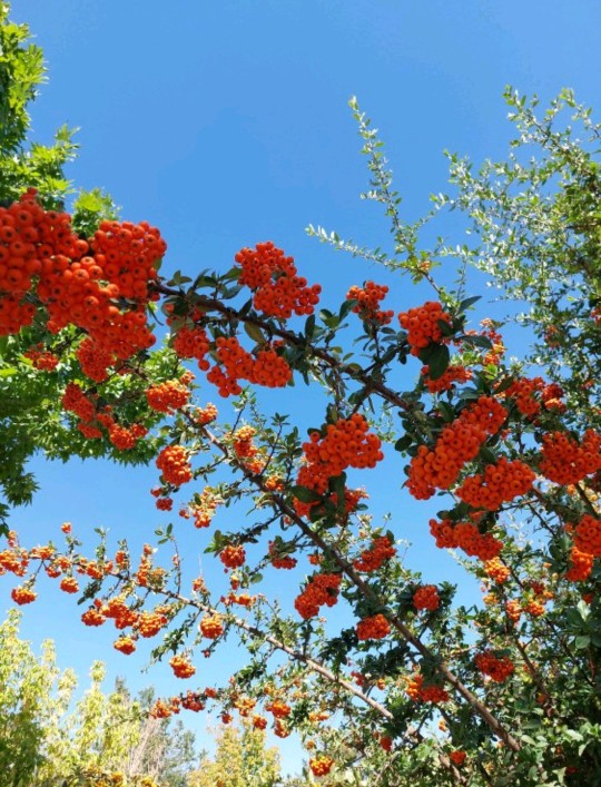 به به چه درختی و چه میوه ازهرکس گفت چه میوه‌ای هستش