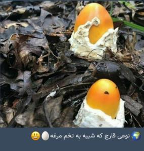 قارچ تخم مرغی 