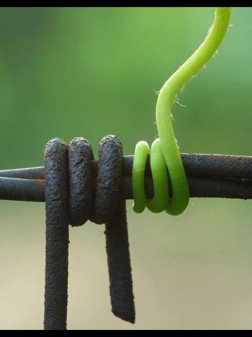 با رویش ناگزیر جوانه🌱چه می کنید؟ 
