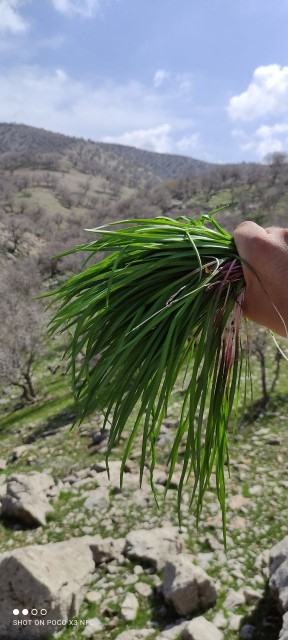 انشک کوهی ..زاگرس کبیرکوه...کی خورده؟