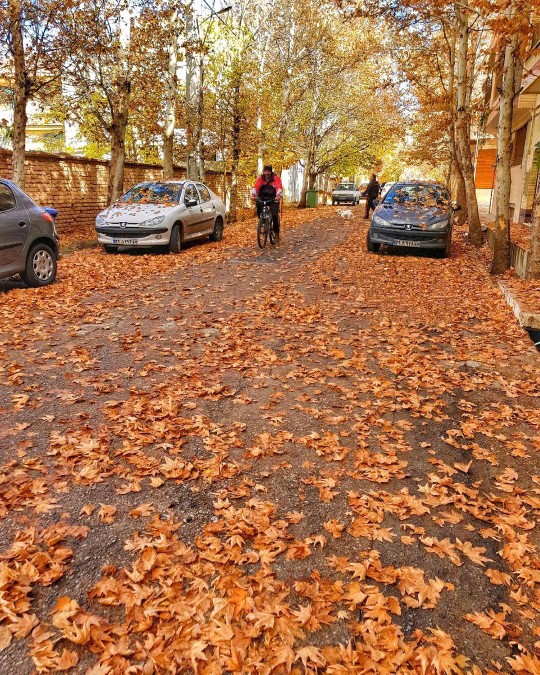 شیراز،قصردشت..