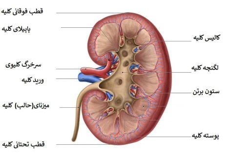 کلیه انسان