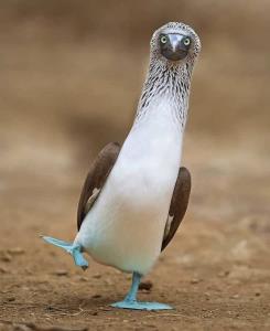 غاز پا آبی 
معروف به کودن ترین پرنده جهان 😁
 
.

