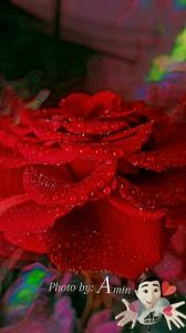 کاش دنیا...مزرعه ایی از گل سرخ بود...⚘❤💕
