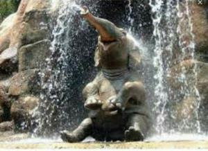فیل خوش خنده!