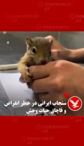 مرثیه ایی برای سنجاب های زاگرس