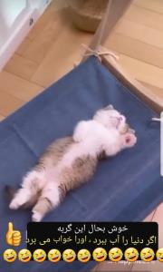 شکل خوابیدن این بچه گربه !!!!😹🤣🤣🤣
