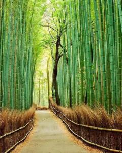 راهی که به زیبایی با گیاهان بامبو تزئین شده است؛