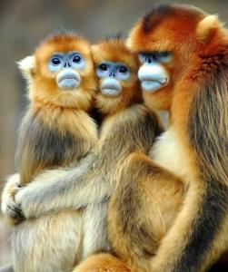 میمون طلایی🐒

چه ترکیب رنگ زیبایی👌