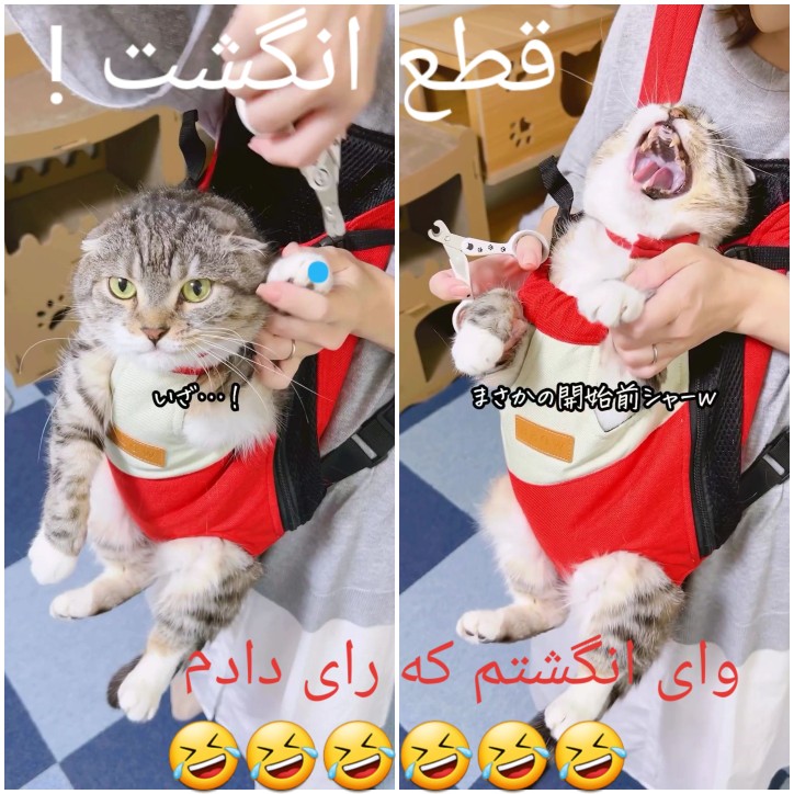 قطع انگشت‌👋👋🤣🤣🤣