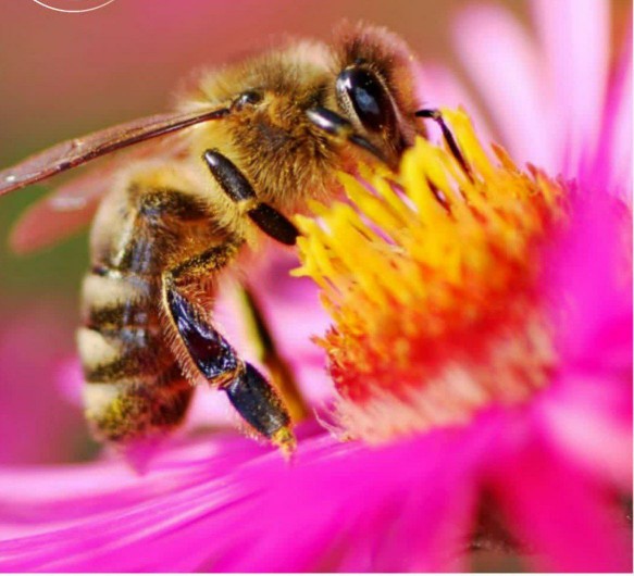 عمر زنبور عسل