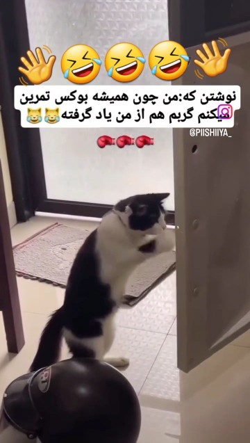 😻👋👋