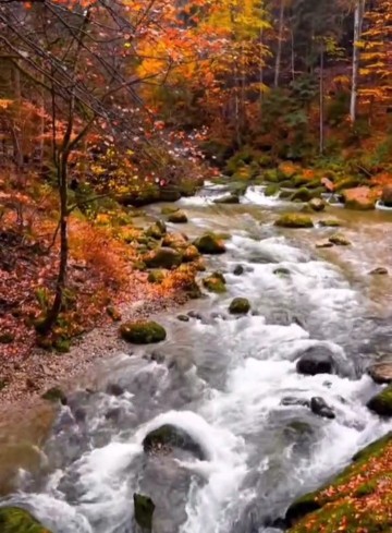 🍁بیخود مته به خشخاش دلگیری اش نگذارید...
پاییز را بد ..