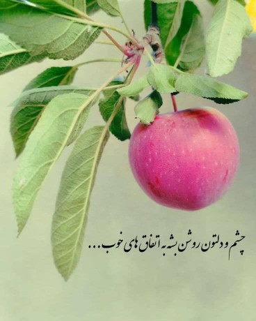 سلام صبح همگی عزیزان بخیر شادی 🌹❤️💙💜🌹🌹