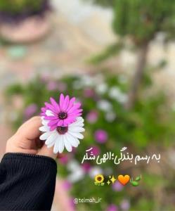 شبتون بی‌غم رفقا ♥️✨️🌹👑