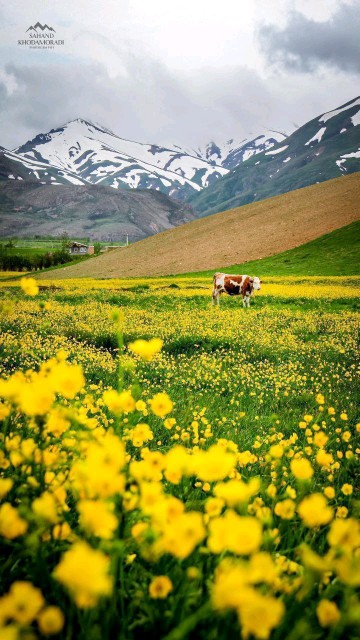 سلام روزتون  به این زیبایی